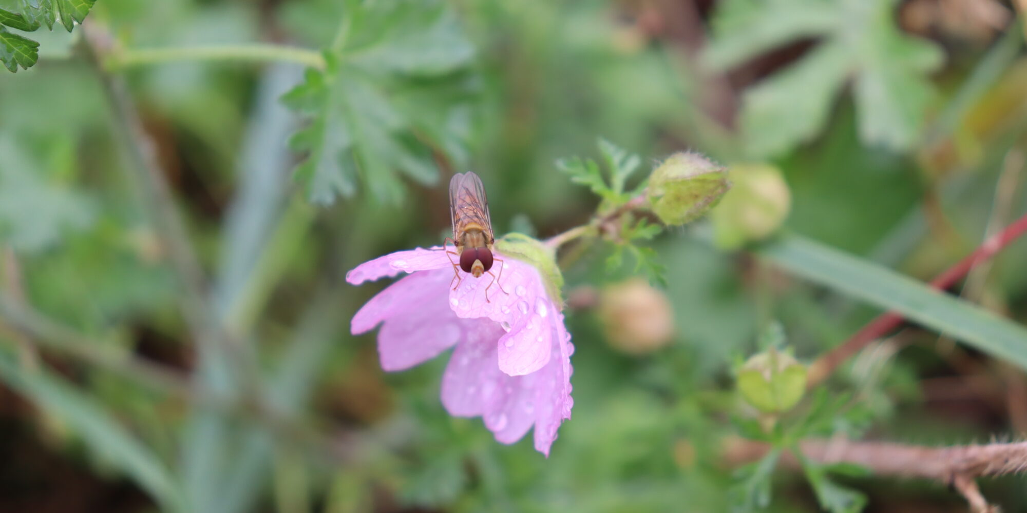 Eine Schwebfliege sitzt auf einer Blüte