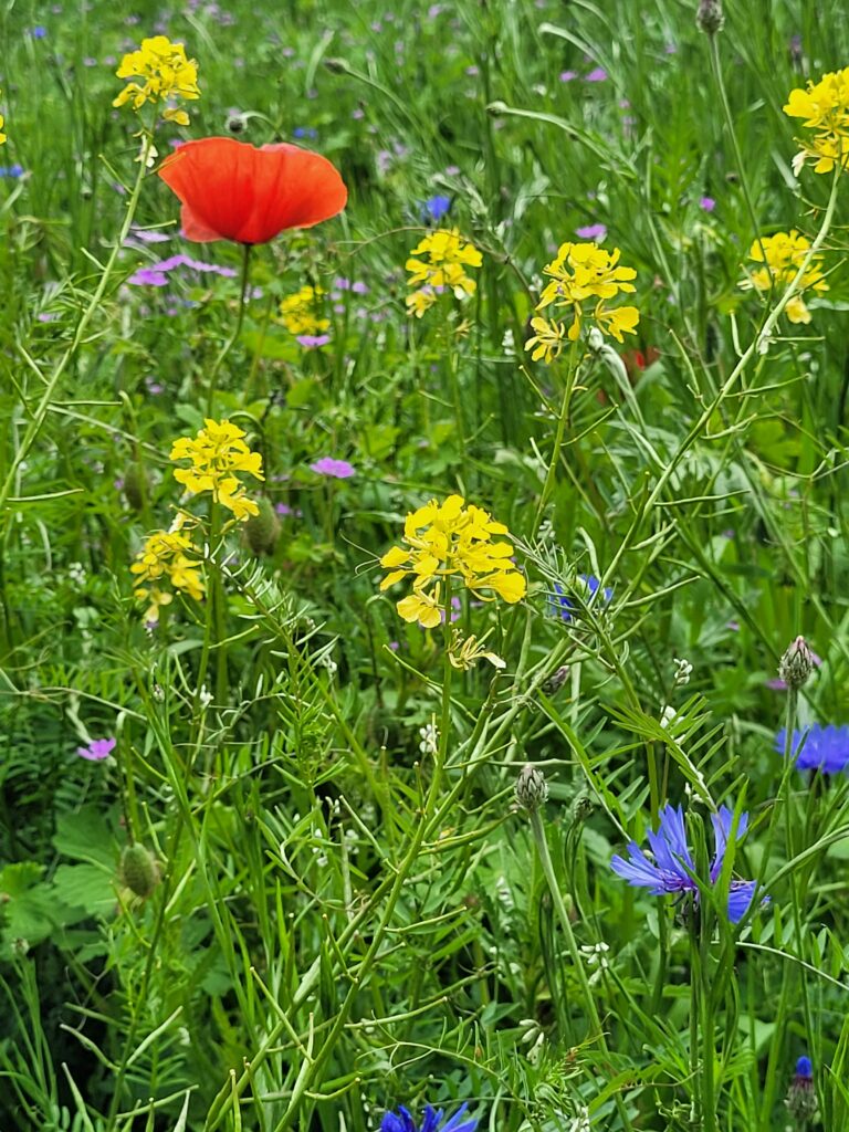 Nahaufname der Blühfläche mit Mohn, Kornblume, Raps